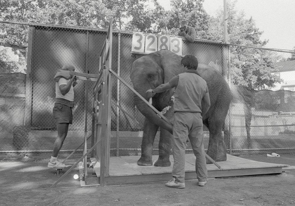 lift-elephant
